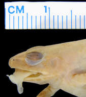 Image of Betsileo Madagascar Frog