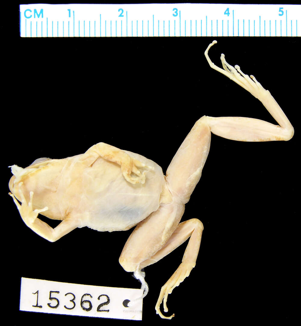 Image of Betsileo Madagascar Frog