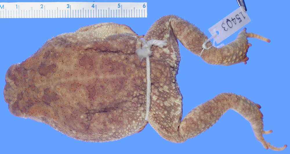 Image of Common African toad