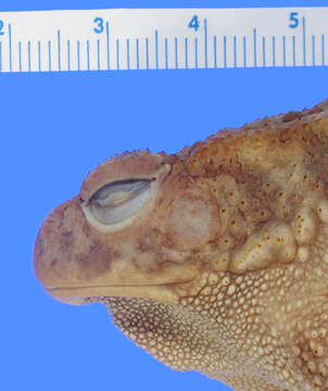 Image of Common African toad