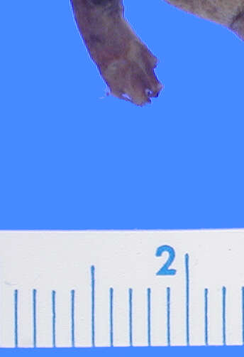 Image of Dwarf Waterdog