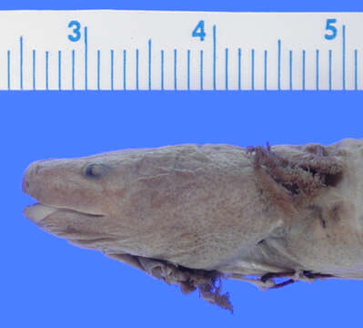 Image of Dwarf Waterdog