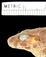 Image of <i>Rana microdisca dammermanni</i> Mertens 1929