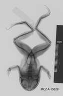 Image of Cycloramphus asper Werner 1899