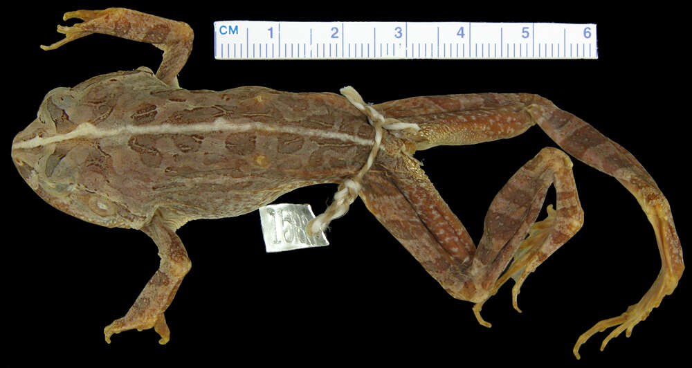 Image of Laliostoma Glaw, Vences & Böhme 1998