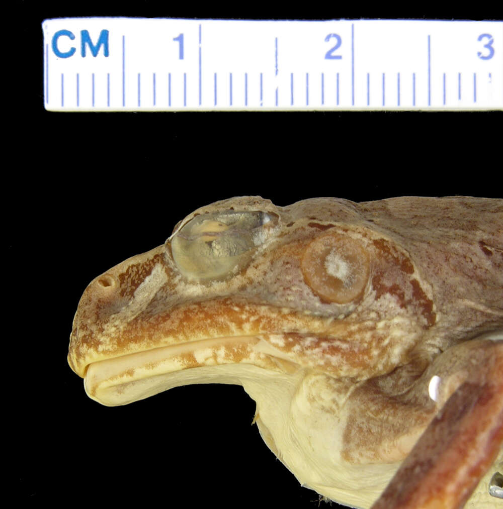 Image of Laliostoma Glaw, Vences & Böhme 1998