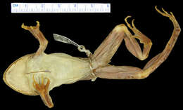 Image of Laliostoma Glaw, Vences & Böhme 1998