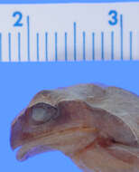 Image of Dendropsophus anceps (Lutz 1929)
