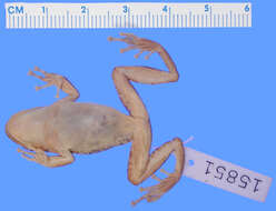 Image of Fuscous-blotched Treefrog