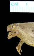 Image of Berdmore's Chorus Frog