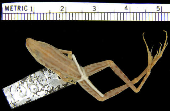 Image of Long-toed Slender Frog