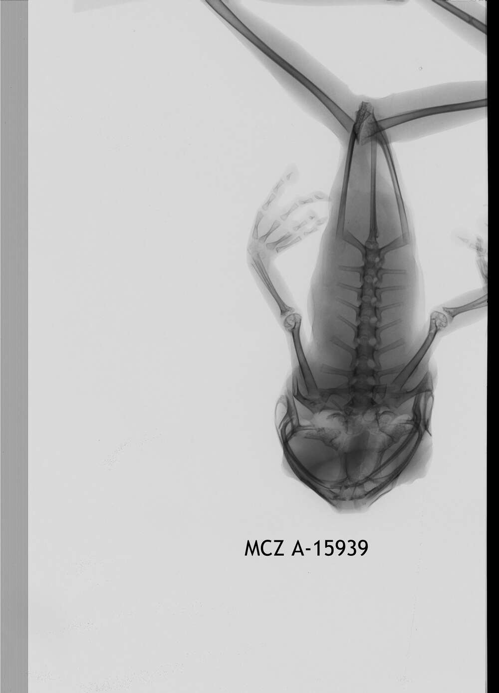 Leptopelis boulengeri (Werner 1898)的圖片