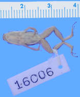 Image of Rainforest Rocket Frog