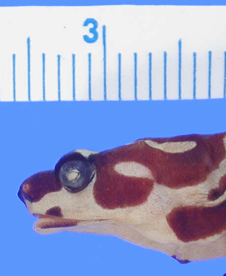 Image of Clown Frog