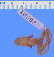 Image of Scinaxinae Duellman, Marion & Hedges 2016
