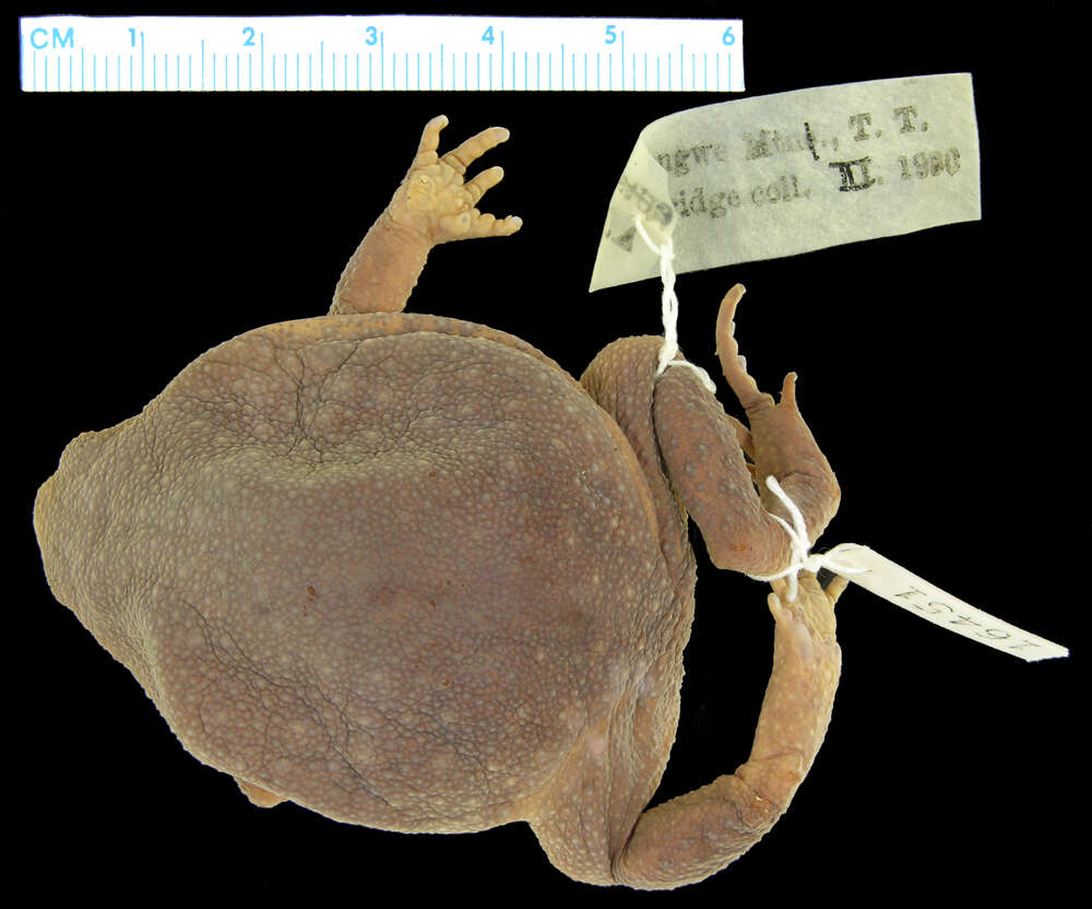Image of Probreviceps rungwensis Loveridge 1932