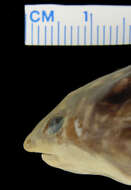 Image of Hemisus brachydactylus Laurent 1963