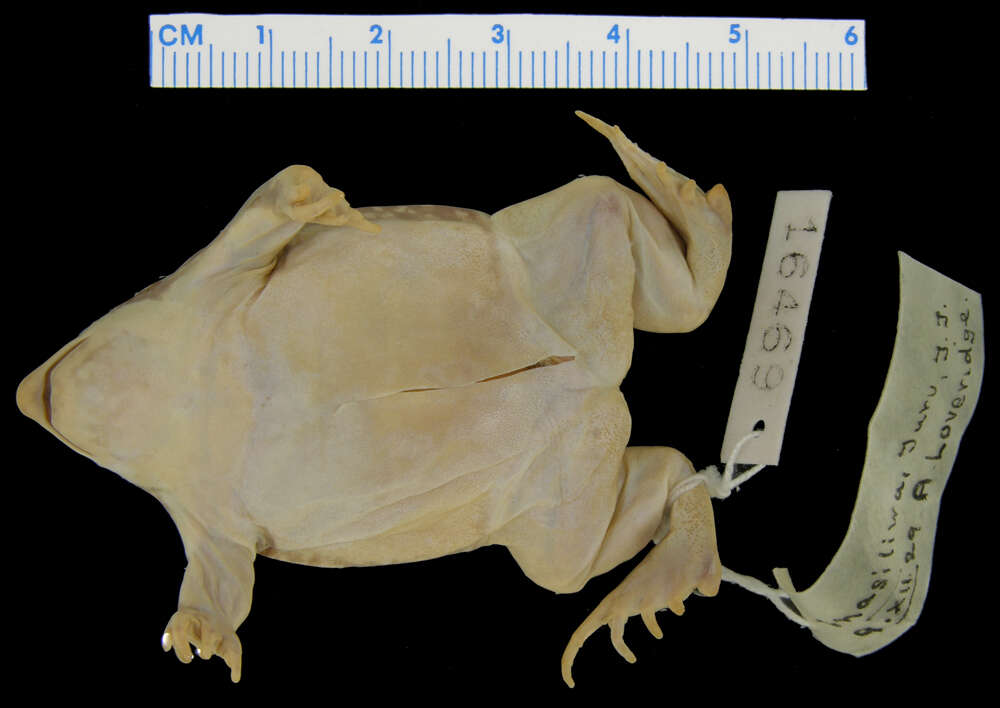 Image of Hemisus brachydactylus Laurent 1963
