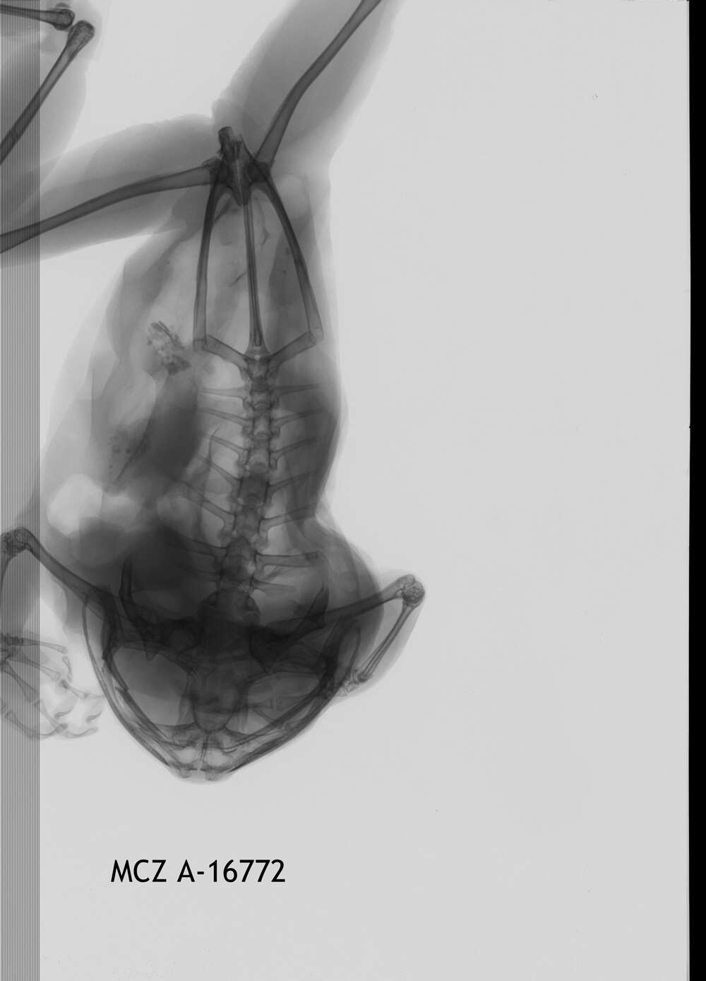 Leptopelis flavomaculatus (Günther 1864) resmi