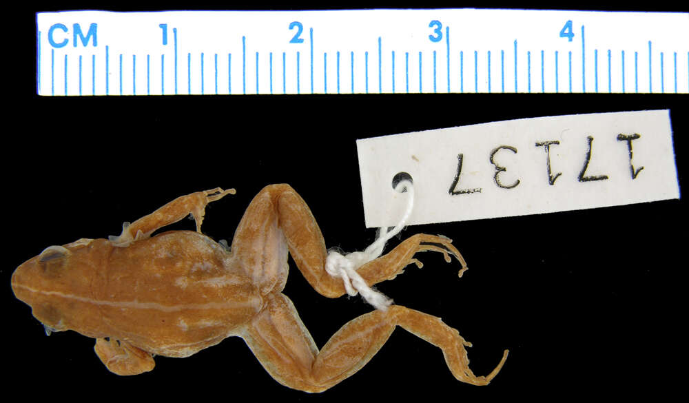 Phrynobatrachus ukingensis (Loveridge 1932)的圖片