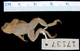 Image of Phrynobatrachus ukingensis (Loveridge 1932)