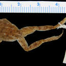 Image of Phrynobatrachus rungwensis (Loveridge 1932)