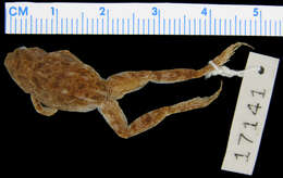 Image of Phrynobatrachus rungwensis (Loveridge 1932)