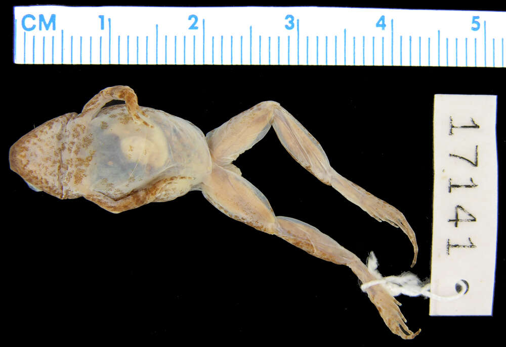 Image of Phrynobatrachus rungwensis (Loveridge 1932)