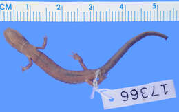 Image of Plethodon welleri Walker 1931