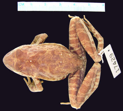 Image of Limnomedusa Fitzinger 1843