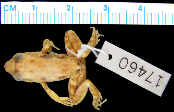 Image of Betsileo Madagascar Frog