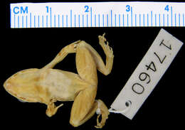 Image of Betsileo Madagascar Frog