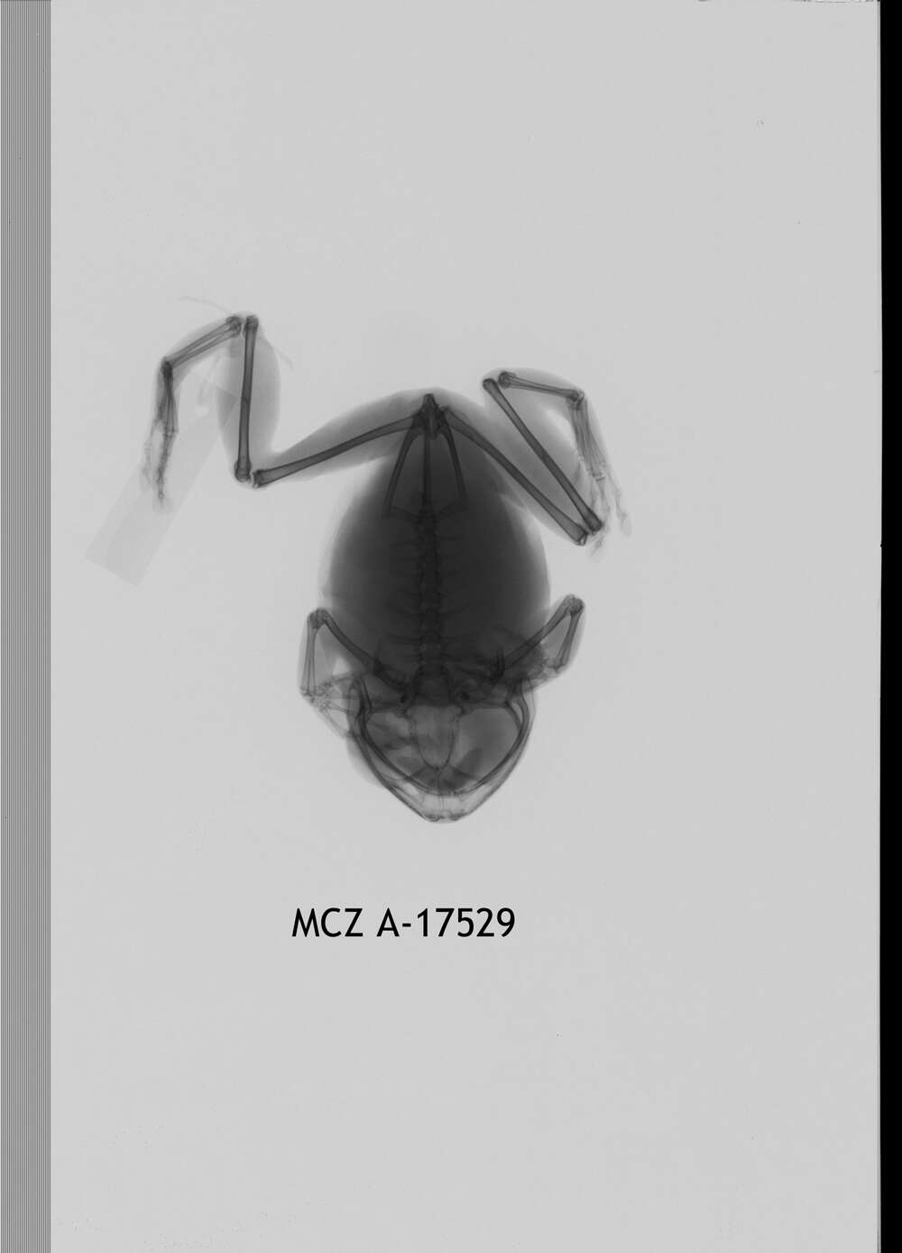 Image de Leptopelis uluguruensis Barbour & Loveridge 1928