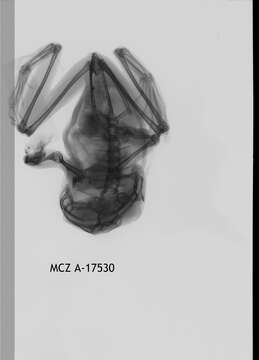 Image de Leptopelis vermiculatus (Boulenger 1909)