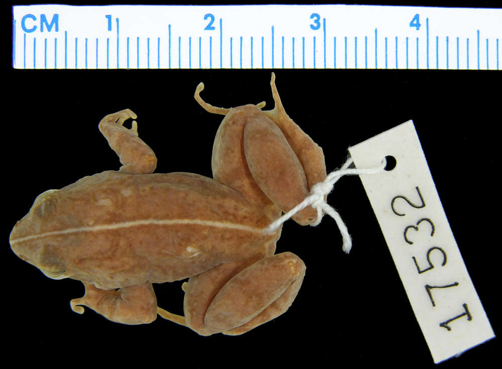 Image of Phrynobatrachus versicolor Ahl 1924