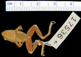 Image of Phrynobatrachus latifrons Ahl 1924