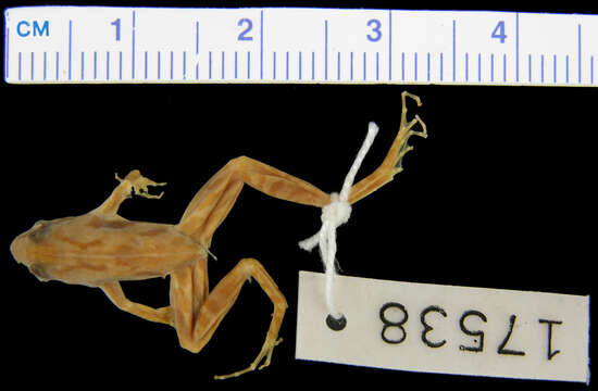 Phrynobatrachus elberti (Ahl 1925)的圖片