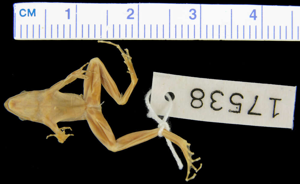 Phrynobatrachus elberti (Ahl 1925)的圖片