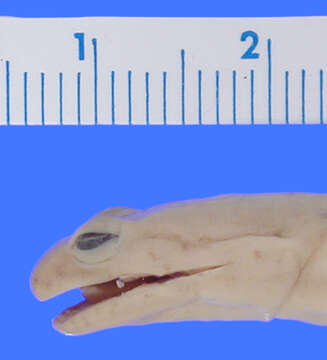 Image of Spring Salamander