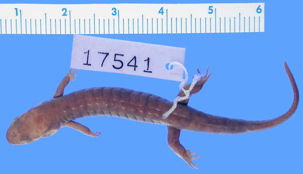 Image of Imitator Salamander