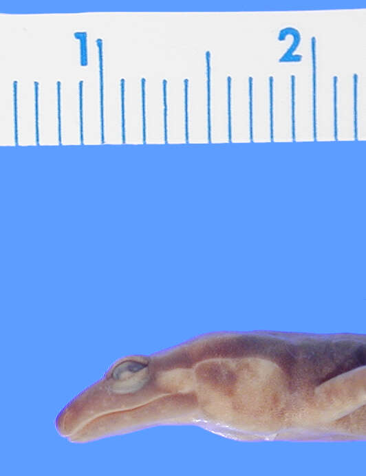 Image of Imitator Salamander