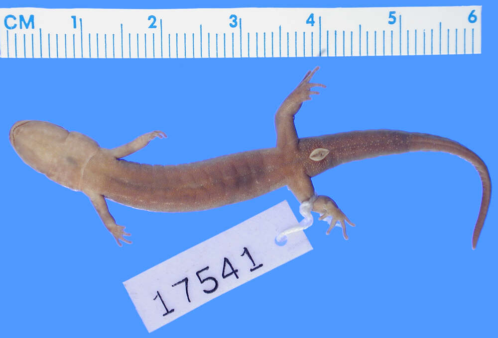 Image of Imitator Salamander