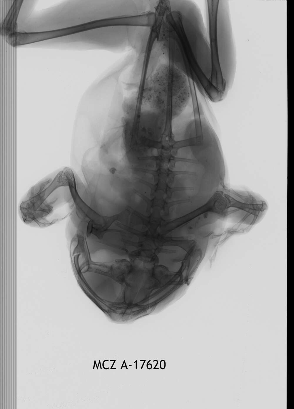 Leptopelis boulengeri (Werner 1898)的圖片