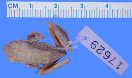 Image of Marbled Reed Frog