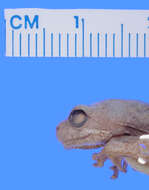 Image of Marbled Reed Frog