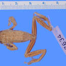 Image of Albertine Rift reed frog
