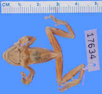 Image of Albertine Rift reed frog