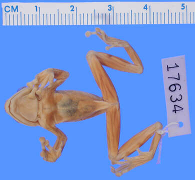 Image of Albertine Rift reed frog