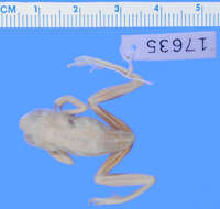 Image of Common Reed Frog