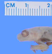 Image of Common Reed Frog